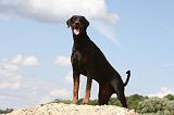 DOBERMANN 1184